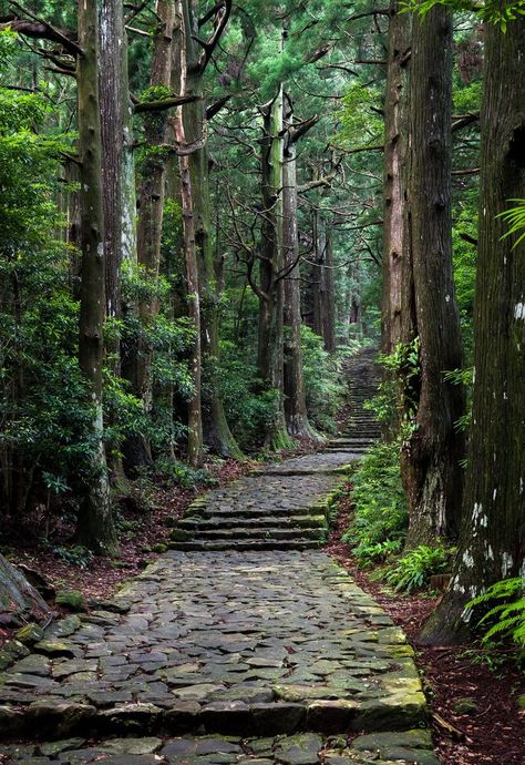 Daimon-zaka slope on Kumano pilgrimage Japanese Forest, Forest Trail, Forest Path, Forest Road, Walk In The Woods, Alam Yang Indah, Magical Places, Nature Aesthetic, Fantasy Landscape