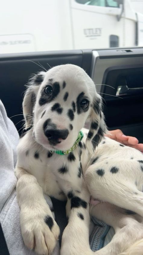 Cute Dogs Dalmatian, Golden Retriever Dalmation Cross, Long Haired Dalmatian Puppy, Long Haired Dalmatian, Dalmation Puppies, Dalmatian Puppies, Cute Small Dogs, Dogs Images, Cute Dogs Images