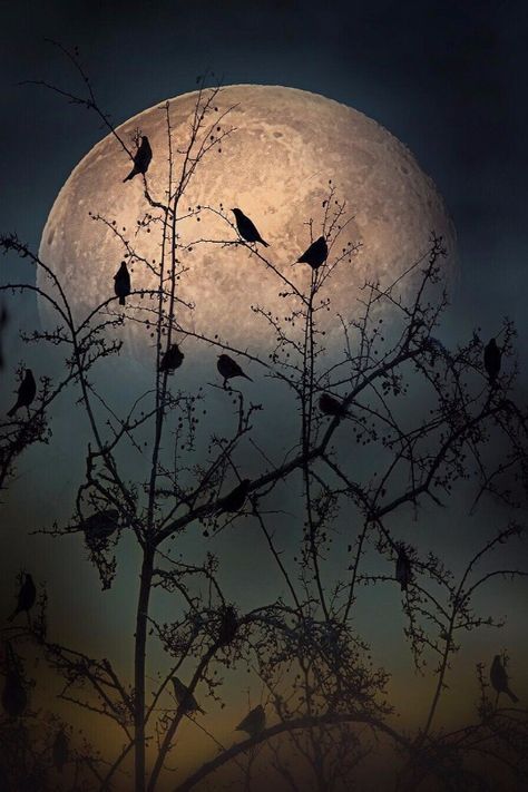 Night Sky Artwork, Happy Evening, Raindrops And Roses, Dead Of Night, Blue Butterfly Wallpaper, Big Moon, World Birds, Moon Clouds, Fajardo