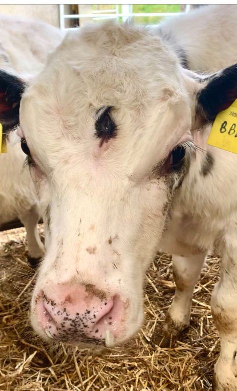 ‘Extremely rare’ three-eyed cow born on Welsh farm will still be eaten | Metro News Laws Of Nature, Three Eyes, Beautiful Animals, Wales, Cow, Animals, Nature