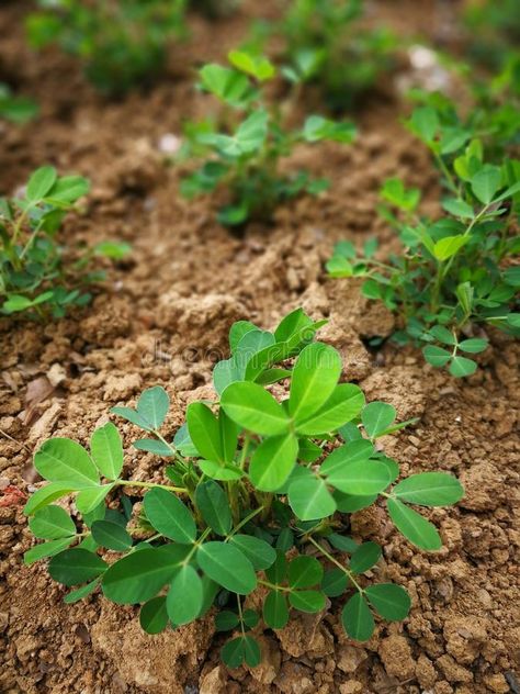 Peanut plant. In the ground , #AD, #Peanut, #plant, #ground #ad Ground Nut Plant, Peanut Plant, Ground Plants, Growing Peanuts, Nut Trees, Indoor Farming, Gardening Photography, Peanut Tree, Food Texture