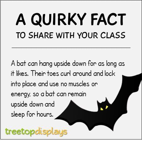 Facts About Bats, Nature Facts, Bat Facts, Fun Facts For Kids, Fun Facts About Animals, Bat Cave, Halloween Preschool, Wow Facts, Did You Know Facts