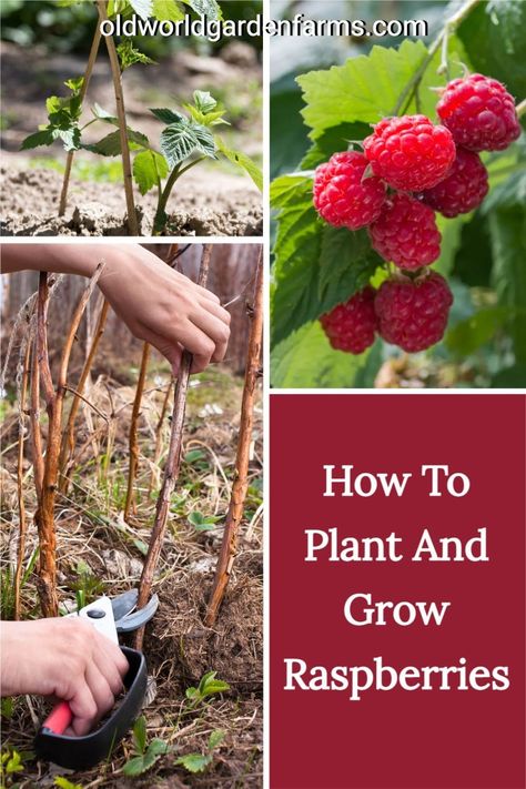 Raspberries Garden, Raspberry Growing, Tennessee Gardening, Grow Raspberries, Growing Berries, Raspberry Patch, Gardening Knowledge, Planting Fruit, Suburban Homestead