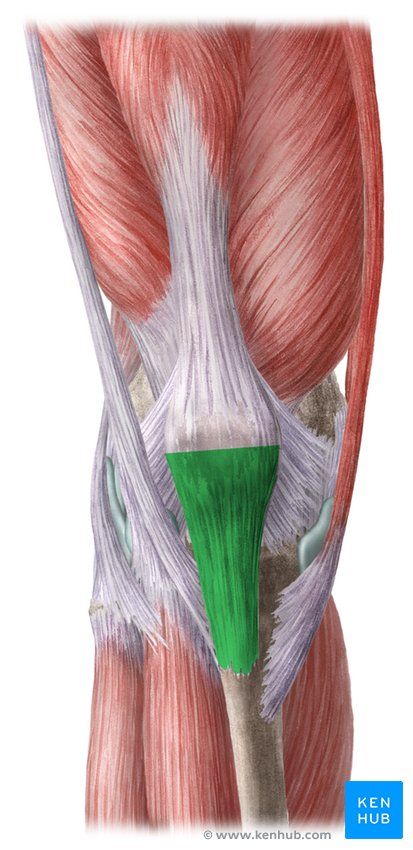 In this article we discuss the anatomy of the patellar tendon or ligament, focusing on origin, insertion and function. Learn this topic now at Kenhub. Patellar Tendon, Gross Anatomy, Medical School Motivation, Nursing School Notes, Muscle Anatomy, Abs And Cardio Workout, Medical Studies, Anatomy Drawing, Anatomy And Physiology