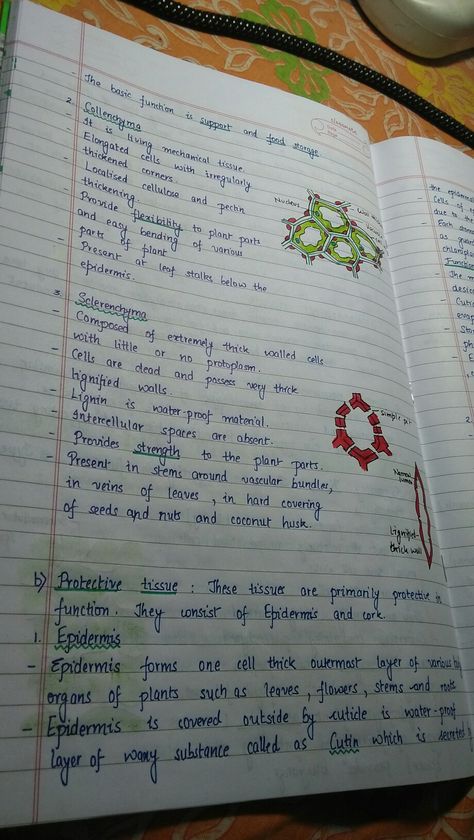 Simple Permanent Tissue Notes, Plant Tissue Diagram, Plant Tissue Notes, Tissue Notes Biology, Plant Anatomy Notes, Tution Class Snapchat, Plant Physiology Notes, Class 9 Science Notes Biology Tissue, Tissues Notes Class 9