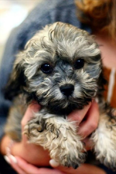 Voici les 10 races de chiens parfaites pour les personnes âgées. Il n’y a pas de meilleur colocataire et de compagnon de vie qu’un chien. Mixed Puppies, Shih Tzu Poodle Mix, Poodle Mix Puppies, Shih Tzu Poodle, Chien Shih Tzu, Yorkie Mix, Shih Poo, Cute Smiley Face, Shih Tzu Mix