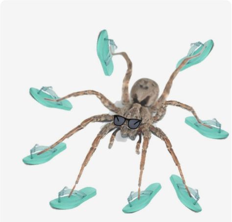 Australian Huntsman spider Spider Creature Design, Australian Huntsman Spider, Cool Spiders, Australian Spider, Huntsman Spider, Cat Spider, Spiders Funny, Pet Spider, Cool Bugs