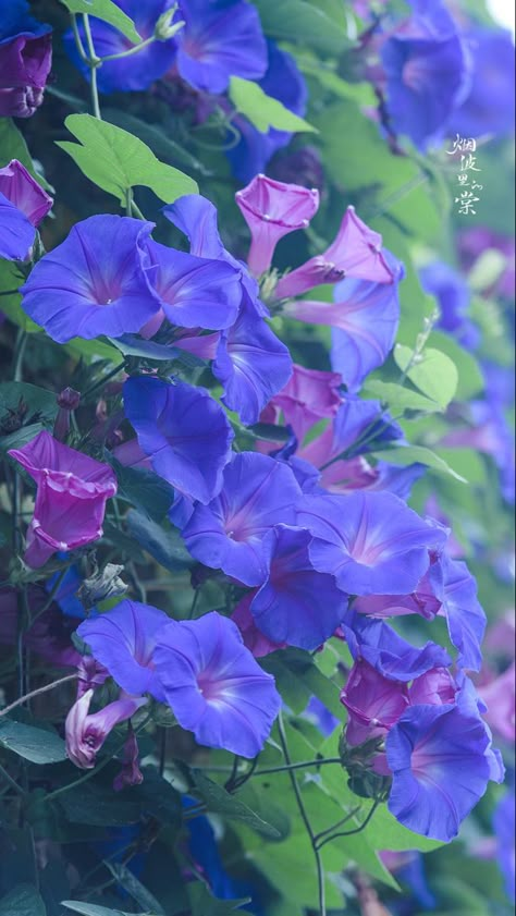 Morning Glory Flowers Wallpaper, Morning Glory Flowers Aesthetic, Morning Glory Aesthetic, Morning Glory Wallpaper, Greetings For The Day, Blue Morning Glory, Morning Glory Flowers, Pretty Images, Blue Garden