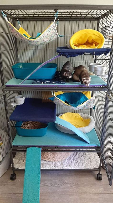 Ferret Cage Setup Ideas, Ferret Nation Cage Ideas, Ferret Cage Setup, Ferret Setup, Ferret Essentials, Cute Ferret Cage Ideas, Ferret Room Ideas, Diy Ferret Stuff, Ferret Enrichment