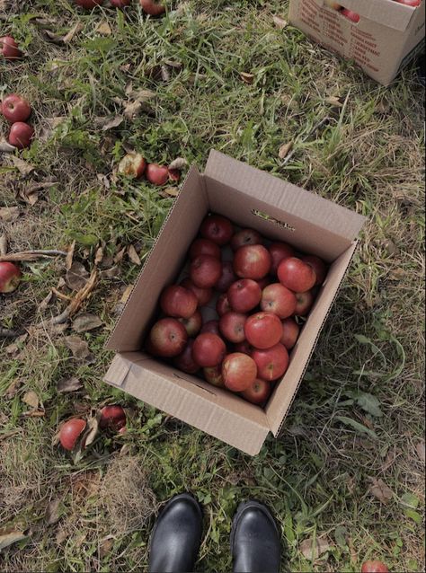 #septembre #apple #applepicking #autumn #vibes #autumnmood Halloween 2023, Apple Picking, Autumn Vibes, Fall For You, Fall Vibes, Sweater Weather, Fall Season, Halloween