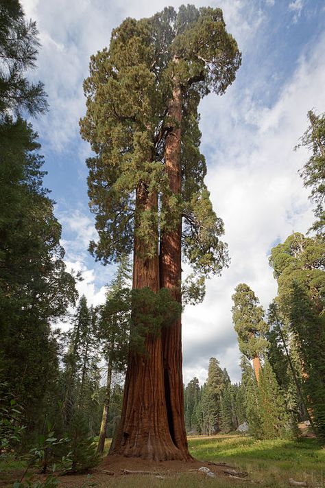 Ed By Ned - our favorite sequoia trees Sequoiadendron Giganteum, Sequoia Tree, Redwood Tree, Large Tree, Old Trees, Sequoia National Park, Unique Trees, Big Tree, Nature Tree