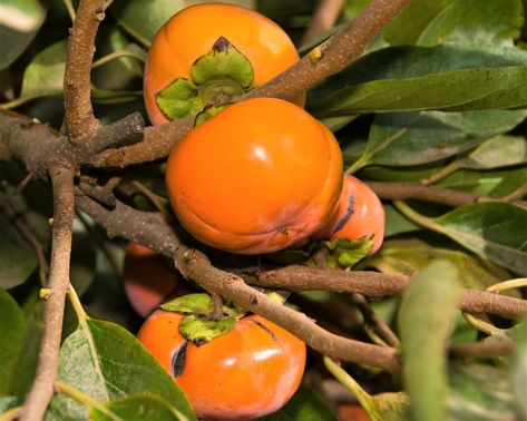 6 Cold Hardy Fruit Trees for North Texas | Rooted In Persimmon Pudding, Purple Fruit, Backyard Dreams, Edible Landscaping, Food Production, Fruit Tree, Exotic Fruit, Dream Backyard, Red Fruit