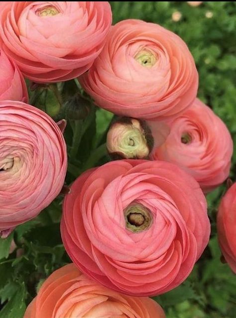 Renuculas Flower, Ranaculas Bouquet, Runuculous Flower, Ranunculus Aesthetic, Salmon Ranunculus, Flower Art Project, Coral Ranunculus, Noble Flower, Ranunculus Pink