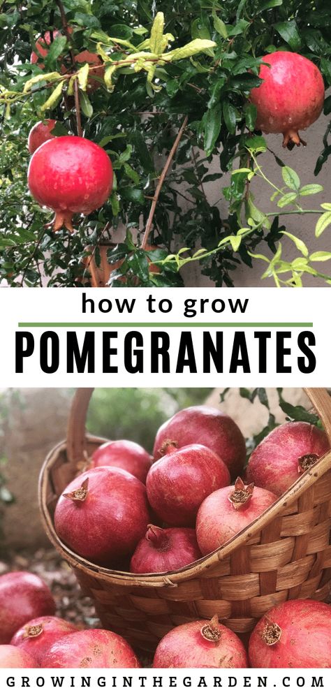 Pomegranate Tree Care, Pomegranate Growing, Italy Garden, Pomegranate Tree, Rotten Fruit, Growing Blueberries, Arizona Gardening, Garden Fruit, Florida Landscaping