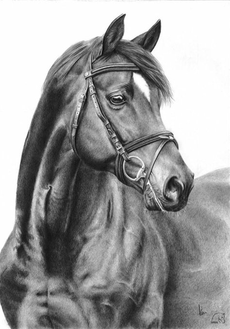 Horse Pencil Drawing, Realistic Animal Drawings, Horse Art Drawing, Drawing Arts, Pencil Drawings Of Animals, Horse Sketch, Realistic Pencil Drawings, Horse Artwork, Equestrian Art