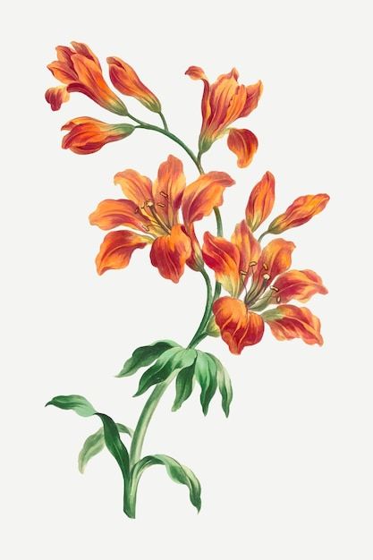 Vintage Floral Art, Orange Lily, Flower Png Images, Botanical Flower Art, John Edwards, Floral Art Print, Illustration Botanique, Flower Art Images, Vector Flowers