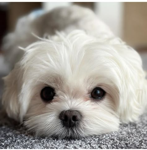 Teacup Maltipoo Full Grown, Maltese Grooming Styles, Teacup Maltipoo For Sale, White Maltipoo, Shih Tzu Maltese Mix, Puppy Dog Pictures, Bichon Dog, Cute Small Dogs, Very Cute Puppies