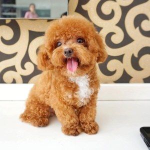 Available Puppies - Mini Poodle Puppies Mini Toy Poodle, Poodle Puppy White, Teacup Poodles For Sale, Teddy Bear Poodle, Toy Poodles For Sale, Mini Poodle Puppy, Tiny Toy Poodle, Miniature Poodle Puppy, Teacup Poodle Puppies