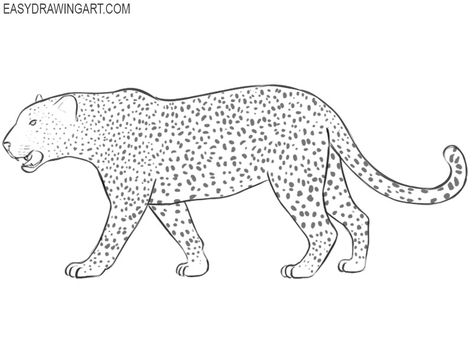 Draw Leopard, Simple Leopard Drawing, Drawing Ideas Leopard, Leopard Line Drawing, Clouded Leopard Drawing, Clouded Leopard Sketch, Leopard Drawing, Graphic Novel Illustration, Draw Two