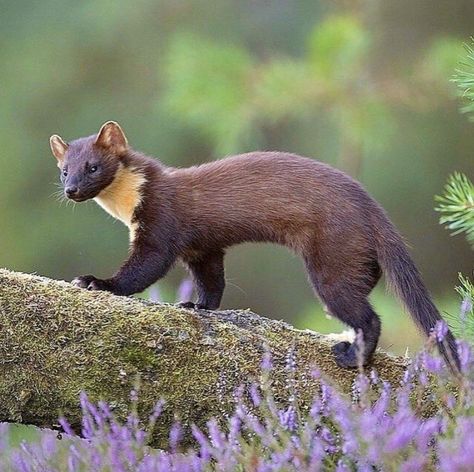 Pine Martens, Pine Martin, Mink Animal, Pine Marten, Fawns Deer, Floppy Disk, Wild Creatures, Rare Animals, Weird Animals