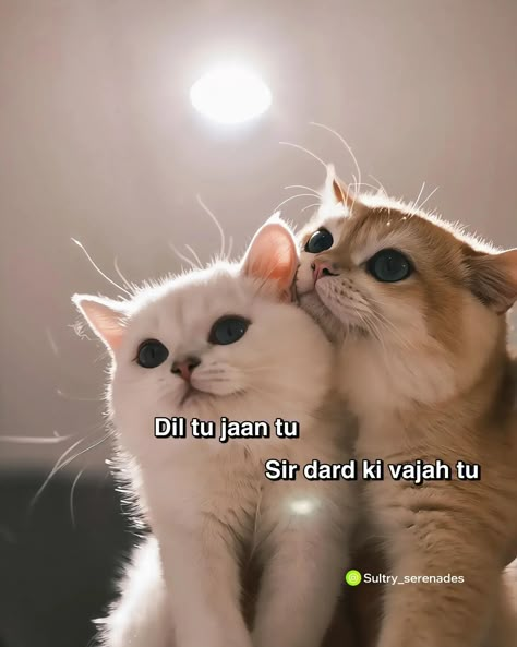 Cat Couples Funny, Good Humour Memes, Me And My Cat Quotes, Funny Love Captions, Cute Memes For Him, Quotes For Cats, Funny Flirting Quotes, Funny Compliments, Aesthetic Profile Picture Cartoon Soft