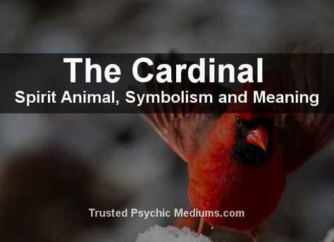 What does the Cardinal spirit animal really mean? Find out the true meaning and symbolism of the Cardinal in this special spirit animal analysis. Cardinal Symbolism, Animal Totem Spirit Guides, The Goldfinch, Animals Information, Free Daily Horoscopes, Animal Spirit Guides, Native American Quotes, Irish Quotes, The Goose