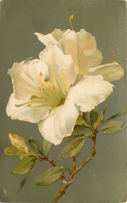 White Azaleas, Catherine Klein, Images Vintage, Botanical Drawings, Arte Floral, Botanical Illustration, White Flower, Botanical Art, Botanical Prints