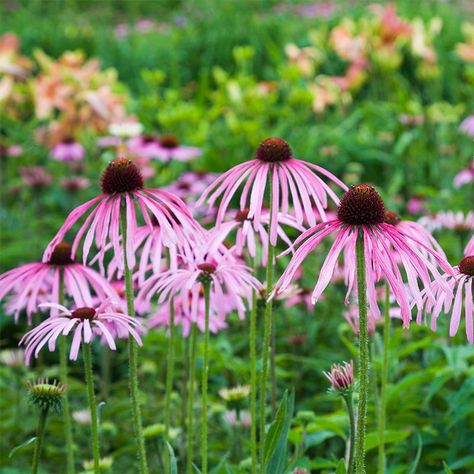 Dreamy Meadow, Purple Coneflower, American Meadows, Seed Favors, Buy Seeds, Echinacea Purpurea, Classic Garden, Pale Purple, How To Attract Birds