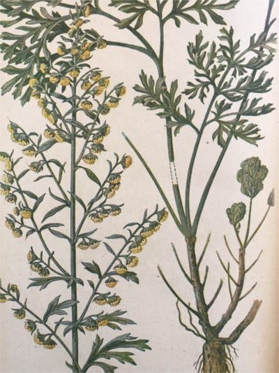 Wormwood Benefits, Elizabeth Blackwell, Illustration Botanique, Medicinal Plants, Rare Books, Botanical Illustration, Botanical Prints, Art Reproductions, High Quality Art Prints