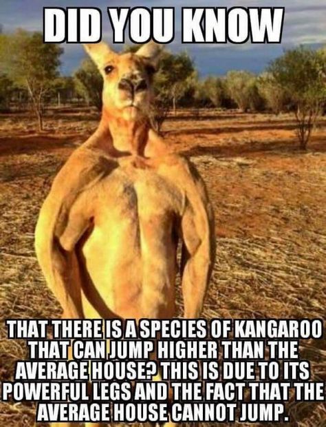 Buff Kangaroo, Weird Humor, Clean Funny Jokes, Bad Jokes, Jokes Funny, Twisted Humor, E Card, Funny Puns, Dad Jokes