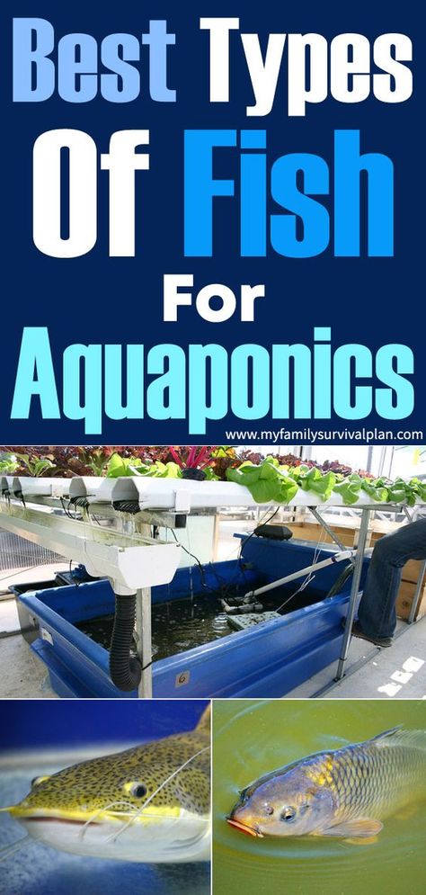 Diy Aquaponics Fish Tank, Aquaponics Fish Tank, Best Fish For Aquaponics, Commercial Aquaponics, Diy Aquaponics, Aquaponic System, Aquaponics Greenhouse, Backyard Aquaponics, Cooking Fish