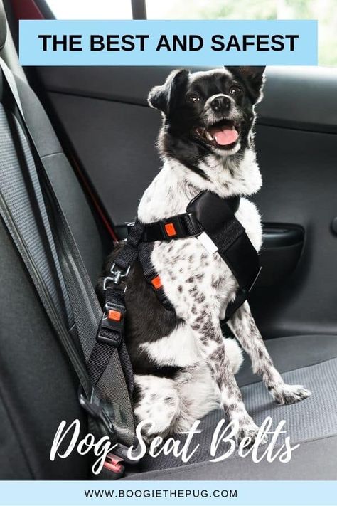 Dog Car Safety, Dog Seat Belt, Car Sick, Dog Seat, Sick Dog, Dog Car Seat Cover, Dog Car Seats, Dog Safety, Dog Activities