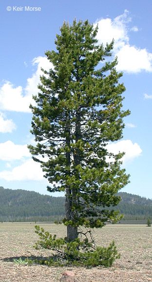 Lodgepole Pine tree is native to Central Oregon and very  hardy. Pine Drawing, Tree Reference, Lodgepole Pine, Draw Trees, 숲 사진, Picture Tree, Woodland Park, Old Trees, Water Wise