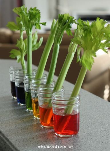 Celery Transpiration Experiment for Kids! This is a fun activity for kids to learn the scientific method. Celery Experiment, Vetenskapliga Experiment, Workout Barbie, Water Science Experiments, Science Experience, Experiment For Kids, Science Week, Kid Science, Summer Science