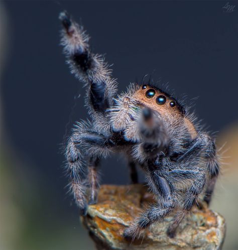 Spider Breeds, Funny Spider Pictures, Spider Molting, Jumping Spider Cute, Jumping Spider Pet, Cool Spiders, Bold Jumping Spider, Pretty Spiders, Unique Spiders