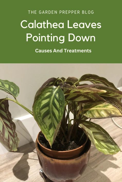 Calathea leaves pointing down Calathea Plant, Brown Spots, How Can, House Plants, Canning, Signs, Health, Plants