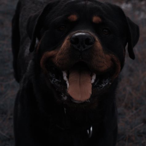 Rottweiler Aesthetic, Christopher Jackson, Blair Witch Project, Blair Witch, Scary Dogs, Rottweiler Dog, Cute N Country, Enola Holmes, Character Aesthetic