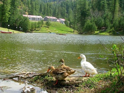 Banjosa lake, kashmir, pakistan Kashmir Pakistan, Beautiful Pakistan, Azad Kashmir, Catch Flights, Artificial Lake, Lahore Pakistan, Islamic Republic, My Heritage, Pretty Places