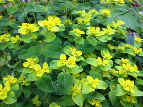 Euphorbia Oblongata, Beth Chatto, Sarah Raven, Plant Combinations, Plant List, Kitchen Garden, Flower Beds, Garden Inspiration, Perennials