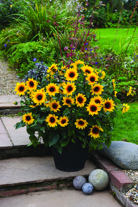 Sunflower In Pot, Fern Planters, Brown Eyed Girl, Flowers To Plant, Pictures Of Flowers, Summer Planter, Pictures Flowers, Planting Sunflowers, Sunflower Garden