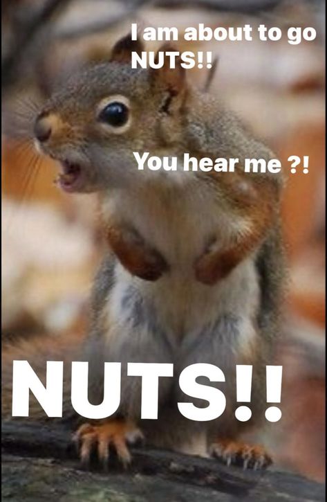 Squirrel Quotes, Diy Squirrel Feeder, Squirrel Quote, Squirrels Funny, Drawing Squirrel, Squirrel Humor, Squirrel Repellant, Squirrel Memes, Squirrel Feeder Diy