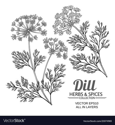 Dill Plant, Plant Vector, Handwork Embroidery Design, Christmas Coloring Pages, Christmas Colors, Beautiful Patterns, Line Drawing, Png Images, Adobe Illustrator