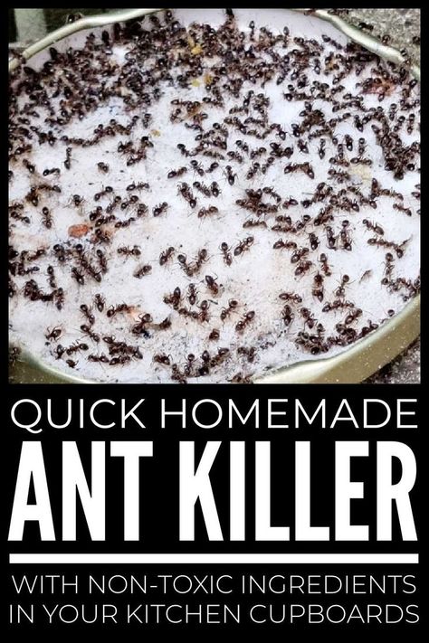 Homemade Ant Killers Diy Ant Spray, Kitchen Ants, Home Remedies For Ants, Ant Killer Recipe, Homemade Ant Killer, Ant Spray, Ant Repellent, Kill Ants, Coconut Bowls