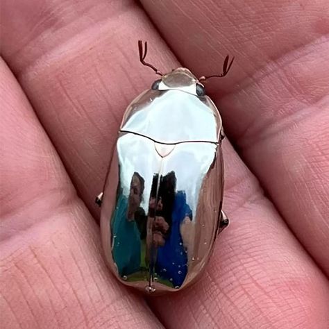 Man Finds Rare Mirror-Like Scarab Beetle While on a Stroll Cool Bugs, Scarab Beetle, Dragonfly Tattoo, Beautiful Bugs, Bugs And Insects, Moth, Bugs, Insects, Metallic Silver