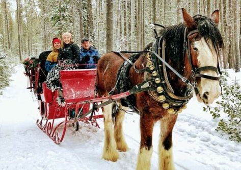 Odell Lake Lodge has a team of seven commanding Clydesdales, and a red, one-horse open sleigh that would make Santa jealous. Oregon Forest, Oregon Landscape, Winter Vacations, One Horse Open Sleigh, Horse Drawn Carriage, Lakeside View, Clydesdale Horses, Morgan Horse, Lake Lodge