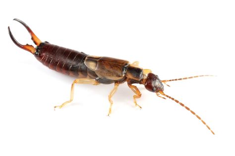 Earwigs In House, Getting Rid Of Earwigs, Fuchsia Plant, Garden Hacks Diy, Earwigs, Garden Bugs, Garden Insects, Garden Help, Beneficial Insects