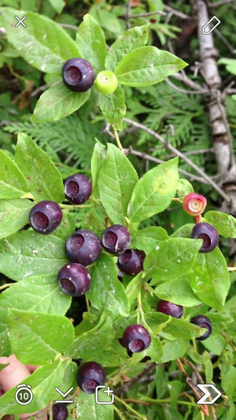 Huckleberries Huckleberry Plant, Huckleberry Bush, Montana Homes, Weather Seasons, Big Sky Country, Edible Landscaping, Summer Memories, Edible Plants, Plant Illustration