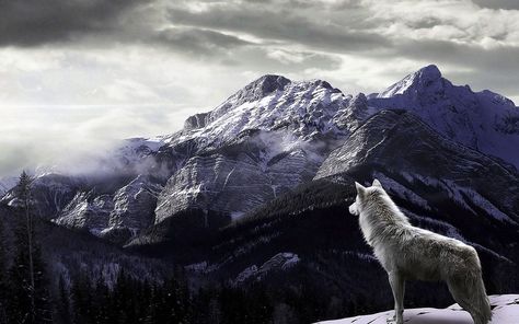 Wallpapers For PC Wolf Wolf Desktop Wallpaper Hd 1080p, Wolf Wallpaper For Laptop, Wolves Wallpaper Backgrounds, Silver Wolf Wallpaper, Book Wallpapers, Cave Images, Pc Desktop Wallpaper, Wolf Images, Eyes Wallpaper