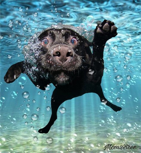 Underwater Dogs, Diving Helmet, Photo Video Editing, Summer Painting, Cute Animals Images, Dog Photography, Animals Images, Animal Planet, Dog Training Tips