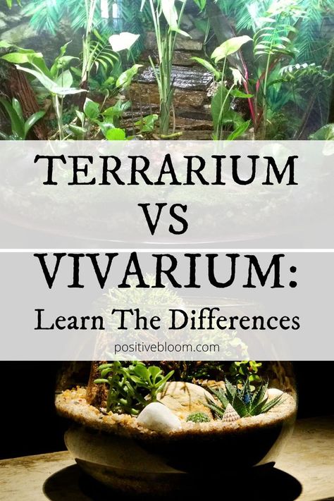 Terrarium vs Vivarium: Learn The Differences Large Terrarium Ideas Fish Tanks, Outdoor Terrarium Ideas, Large Plant Terrarium, Diy Large Terrarium, Aquatic Terrarium Ideas, Open Terrarium Layers, Building A Terrarium Diy, Sphagnum Moss Terrarium, How To Build A Terrarium Diy